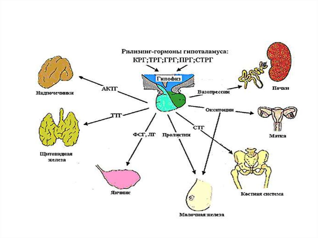 Регуляция и контроль. Схема нейроэндокринной регуляции. Механизмы регуляции нейроэндокринных гормонов. Схема нейроэндокринной регуляции функций. Нейро-иммунно-эндокринная система.