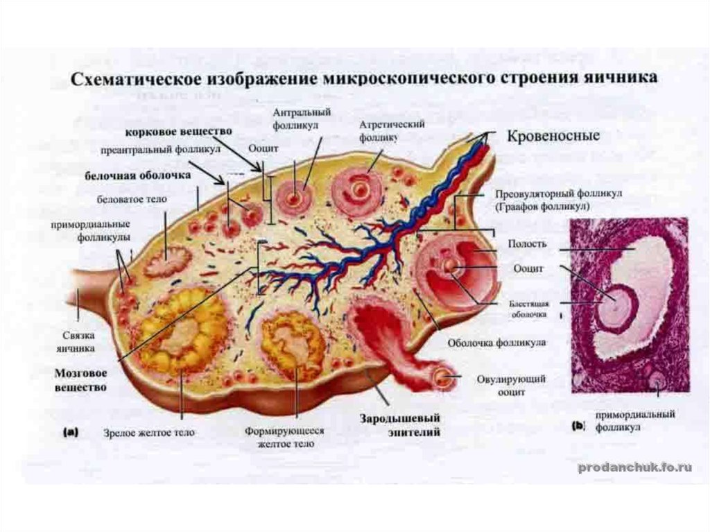 Состав яичника. Внутреннее строение яичника анатомия. Структурные элементы яичника. Внешнее строение яичника. Внутренне строение яичника.