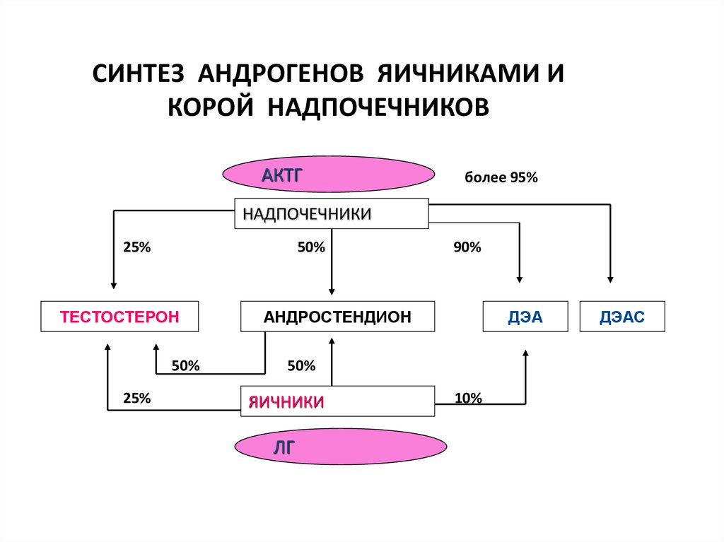 Андрогены надпочечников