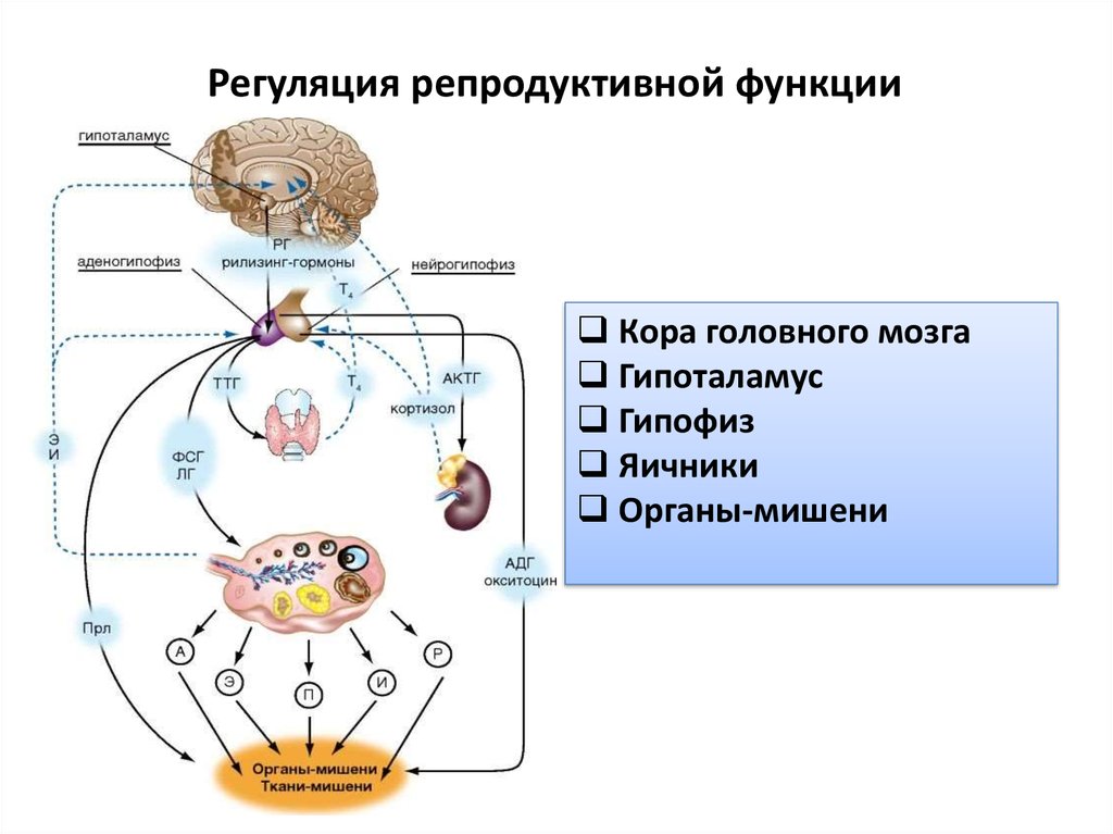 Формирования репродуктивных органов. Гормональная регуляция функции репродуктивной системы. Схема нейроэндокринной регуляции функций. Схема нейроэндокринной регуляции полового цикла. Эндокринная регуляция женской репродуктивной системы.