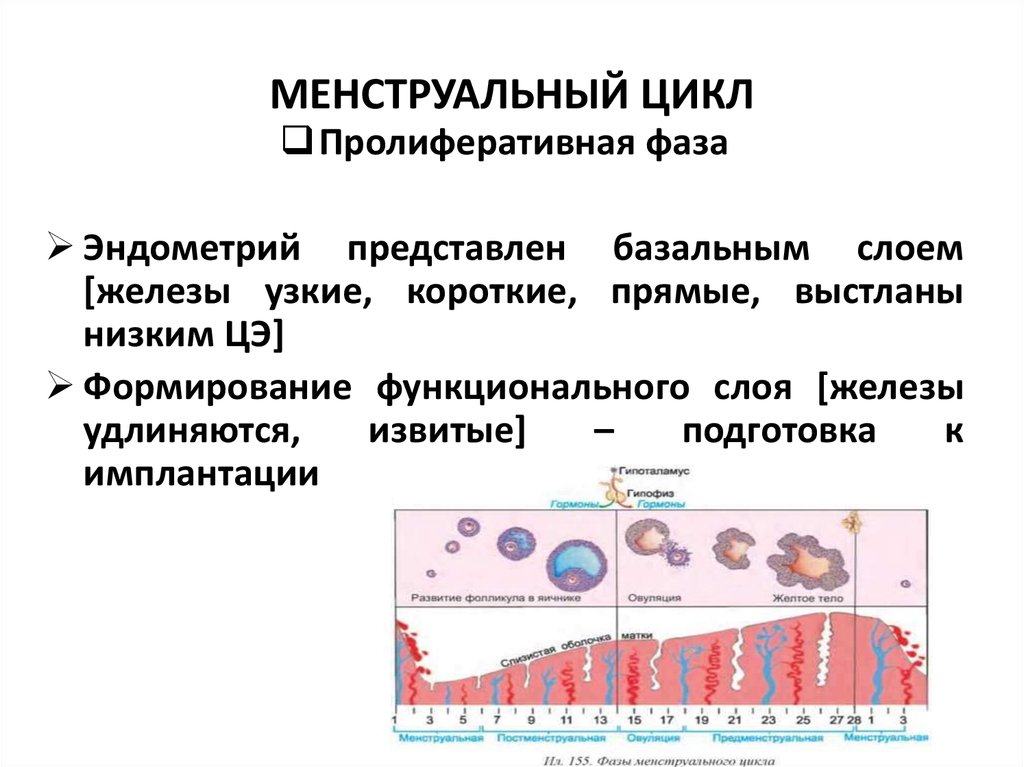 Пролиферативная фаза эндометрия