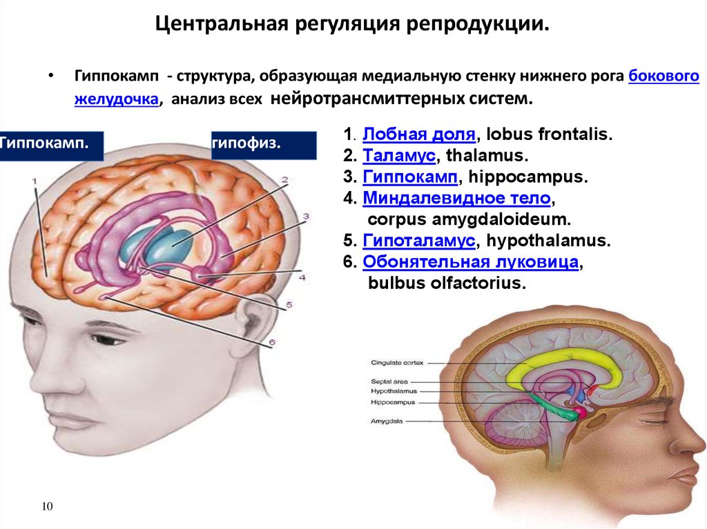 Регуляция температуры тела отдел мозга человека