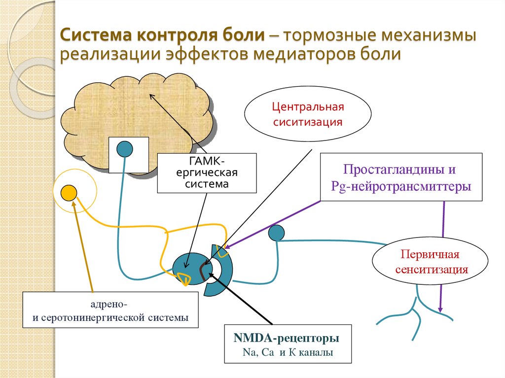 Центральные механизмы ноцицепции презентация