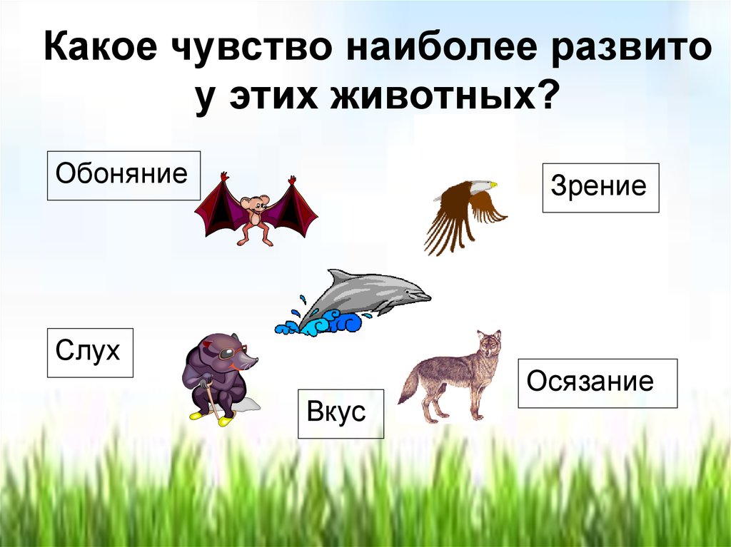 Какое чувство развито. У какого животного хороший слух. У кого из животныхьхорошиц слух. У кого очень хороший слух из животных. Какое наиболее развитое чувство у орла.