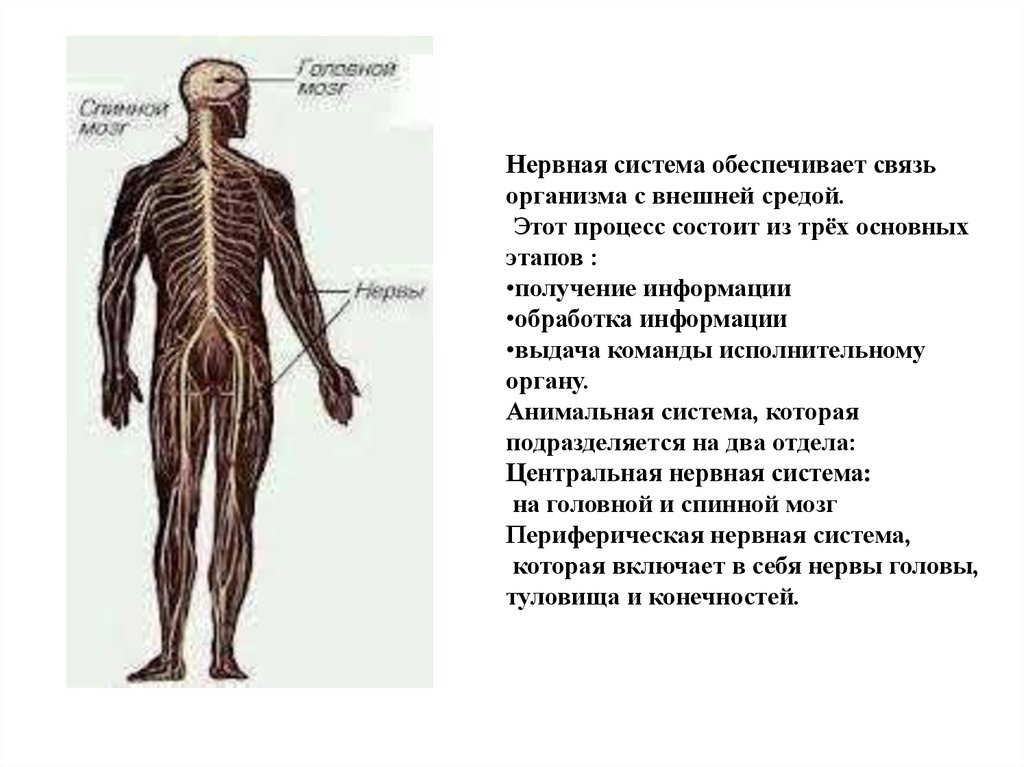 Органы периферической нервной системы человека. Нервная система. Нервная система человека. Строение периферической нервной системы. Нервная система обеспечивает связь организма с внешней средой.