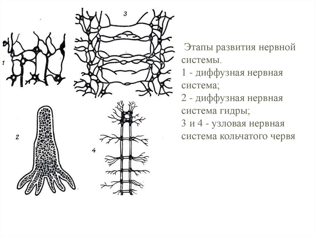 Диффузно узловая трубчатой нервной системы. Типы нервной системы стволовая. Нервная система Узловая стволовая диффузная. Типы нервной системы диффузная Узловая трубчатая. Этапы развития нервной системы.