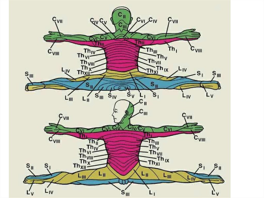 Зоны иннервации. Схема иннервации позвоночника сегменты. Сегментарная иннервация тела человека схема. Иннервация позвоночника схема. Иннервация Корешков поясничного отдела.
