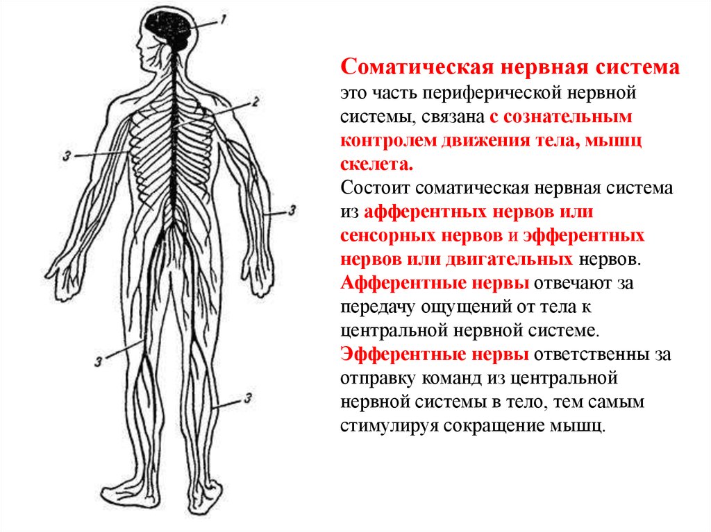 Иннервируемые органы соматической нервной системы. Соматическая нервная система состоит из. Периферический отдел нервной системы строение. Нервная система человека строение Центральная и периферическая. Периферическая нервная система анатомия строение.