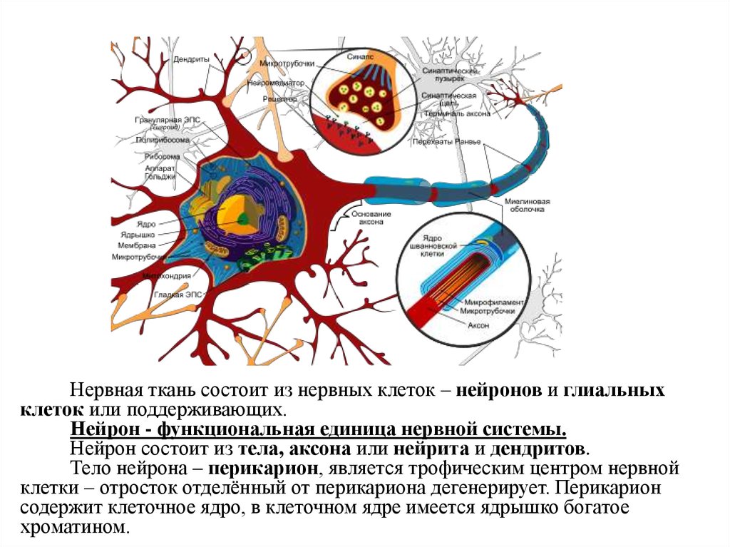 Нейрон состоит из. Перикарион дендрит нейрит. Строение перикариона нейрона. Нервная ткань состоит из нейронов и глиальных клеток. Нейрон клетка периферической нервной системы.