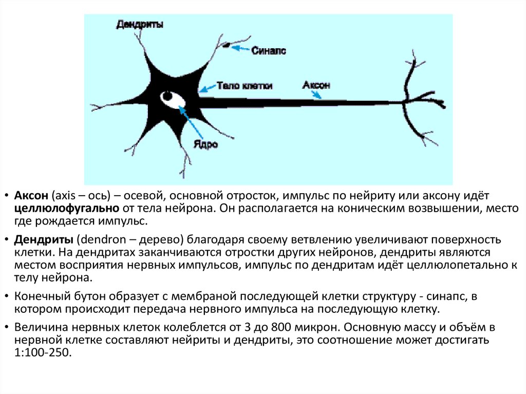 Примеры нервных клеток. Схема передачи импульса нейрона. Нейрон направление передачи импульса. Нервный Импульс по аксону. Проведение нервного импульса в нейроне.