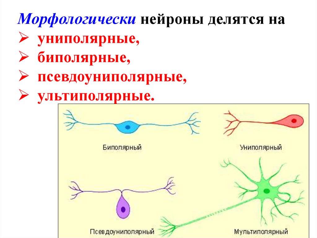 Псевдоуниполярный нейрон рисунок