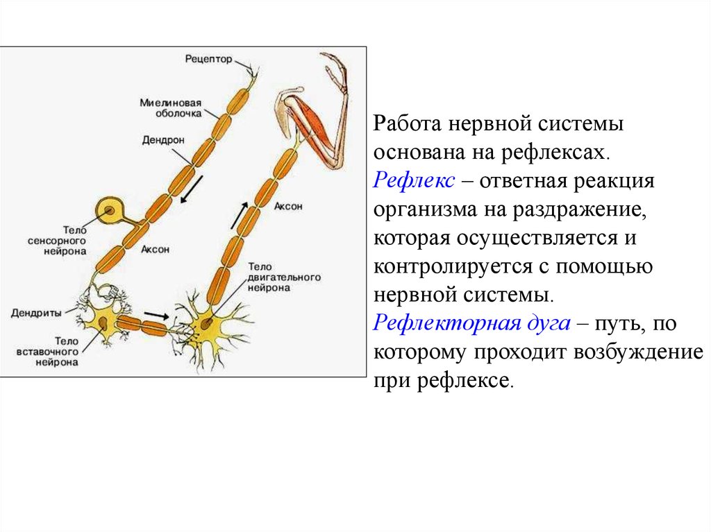 Аксон рефлекс. Вставочный Нейрон строение. Рефлекторная дуга дендрит и Аксон. Аксон вставочного нейрона. Дендрит вставочного нейрона.