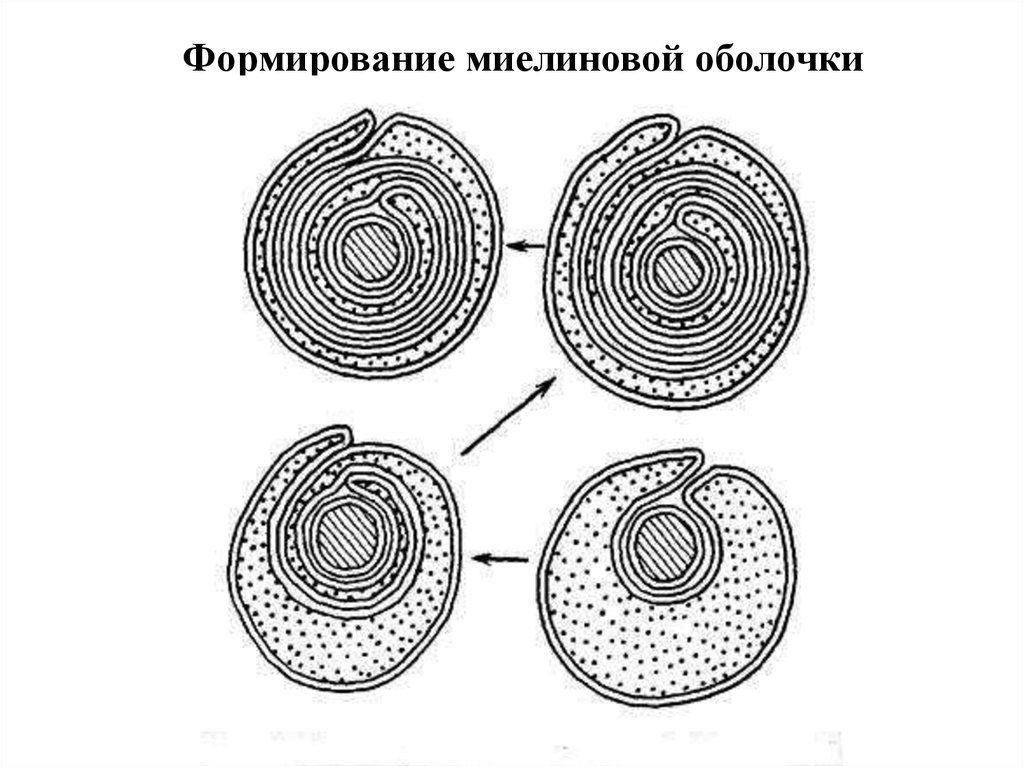 Формирование оболочек. Миелин и мезаксон. Формирование миелиновой оболочки. Миелиновая оболочка мезаксон. Образование миелиновой оболочки.