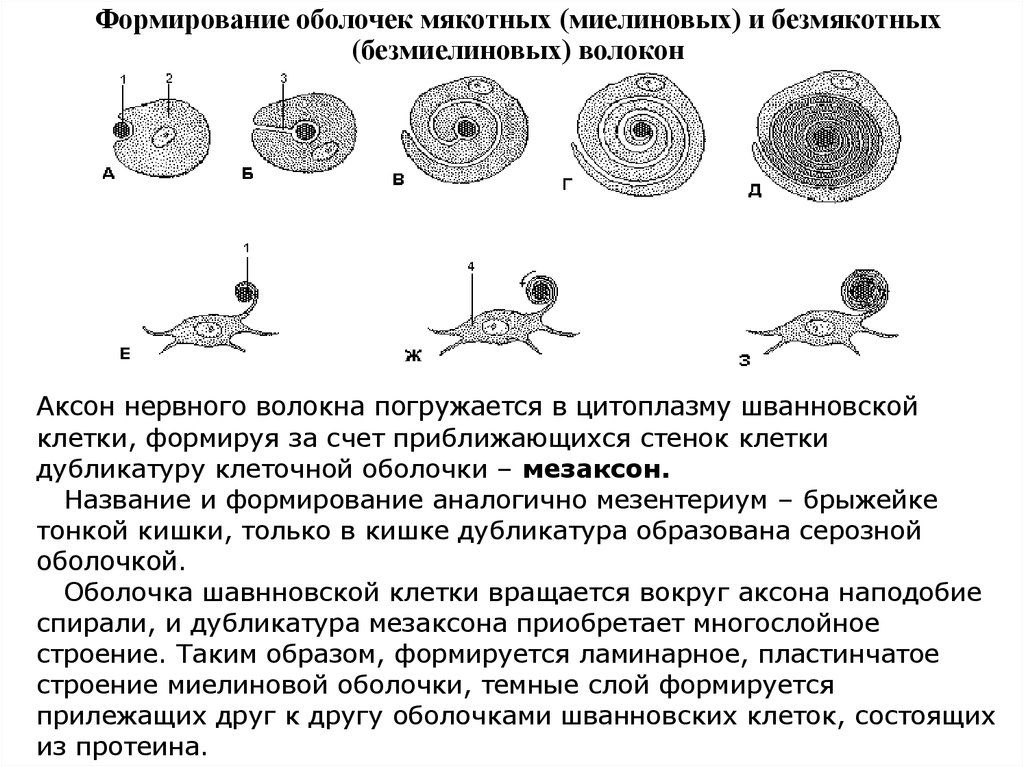 Формирование оболочек. Формирование миелиновой оболочки. Формирование миелиновой оболочки нервных волокон.. Стадии развития миелинового нервного волокна. Формирование безмиелинового волокна.