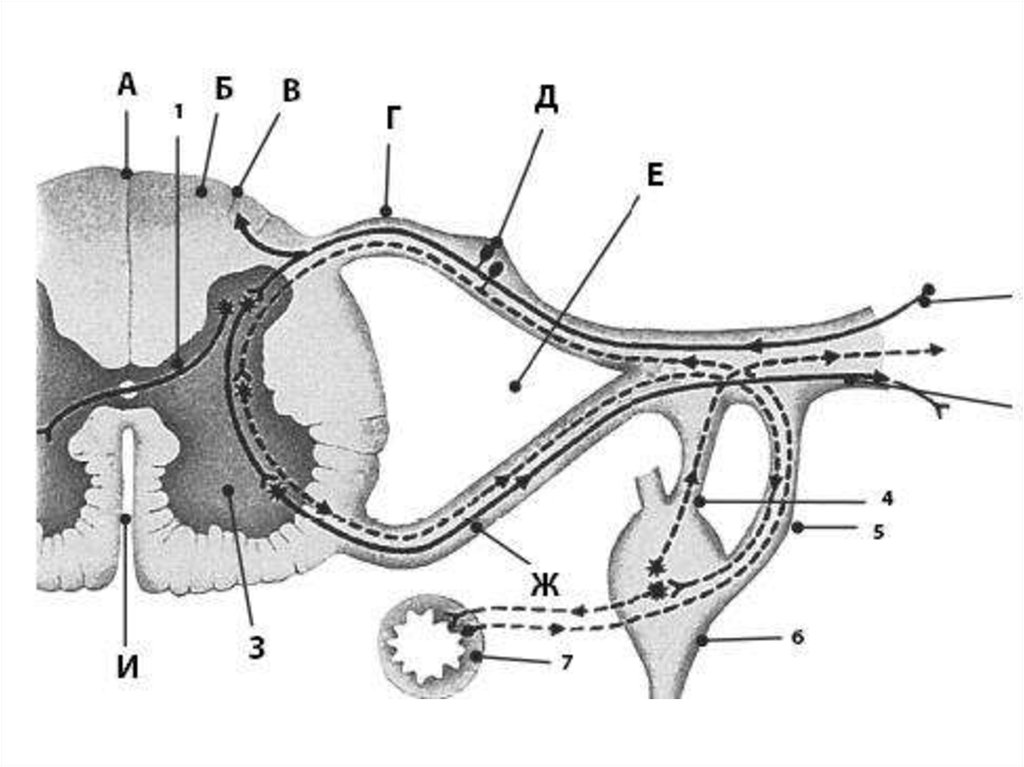 Рефлекторная дуга схема спинной мозг