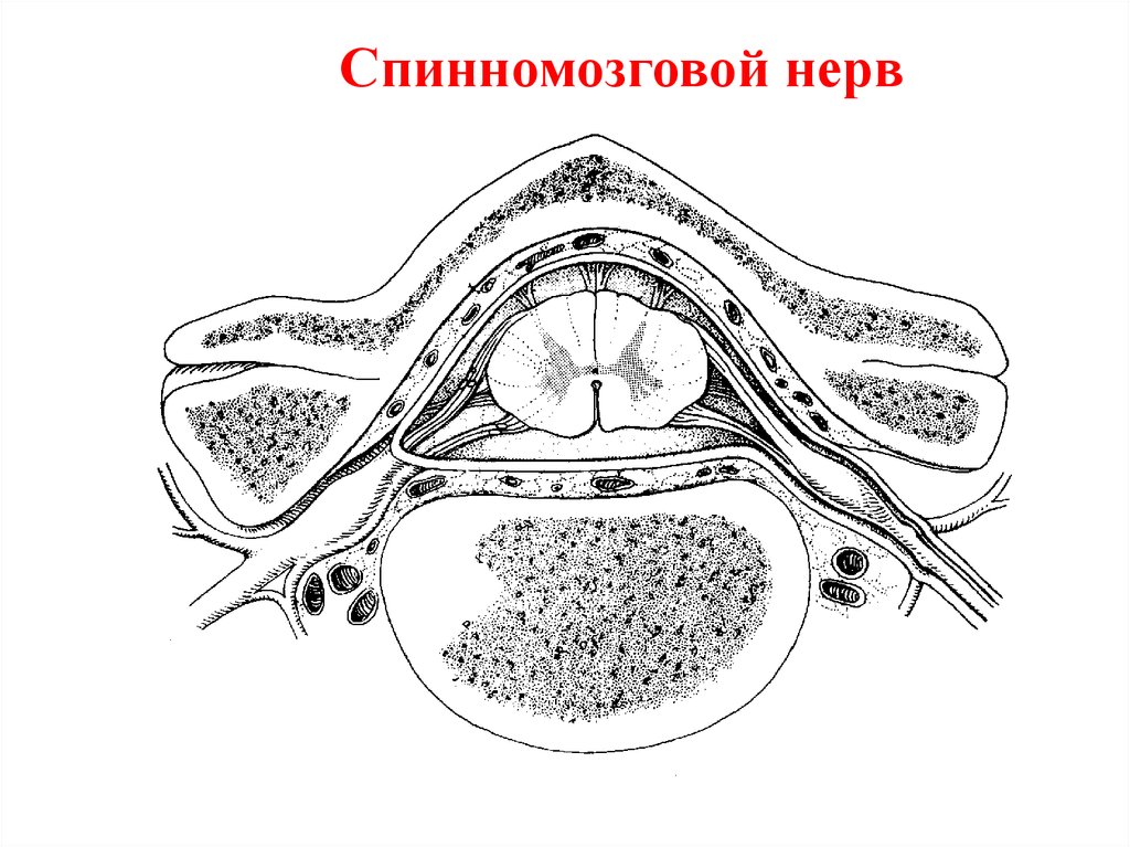 Развитие нерва