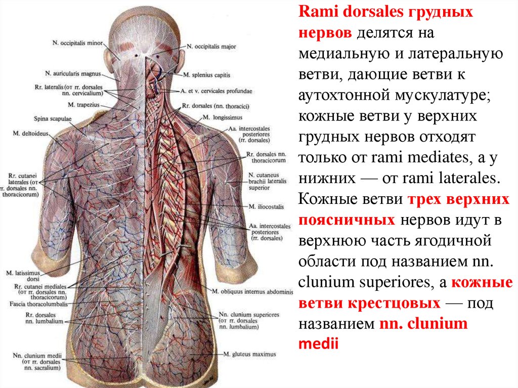 Задняя поверхность туловища. Задние ветви спинномозговых нервов анатомия. Задние ветви грудных спинномозговых нервов. Строение спины сзади у человека нервы и мышцы. Задние ветви спинномозговых нервов, rami dorsales.