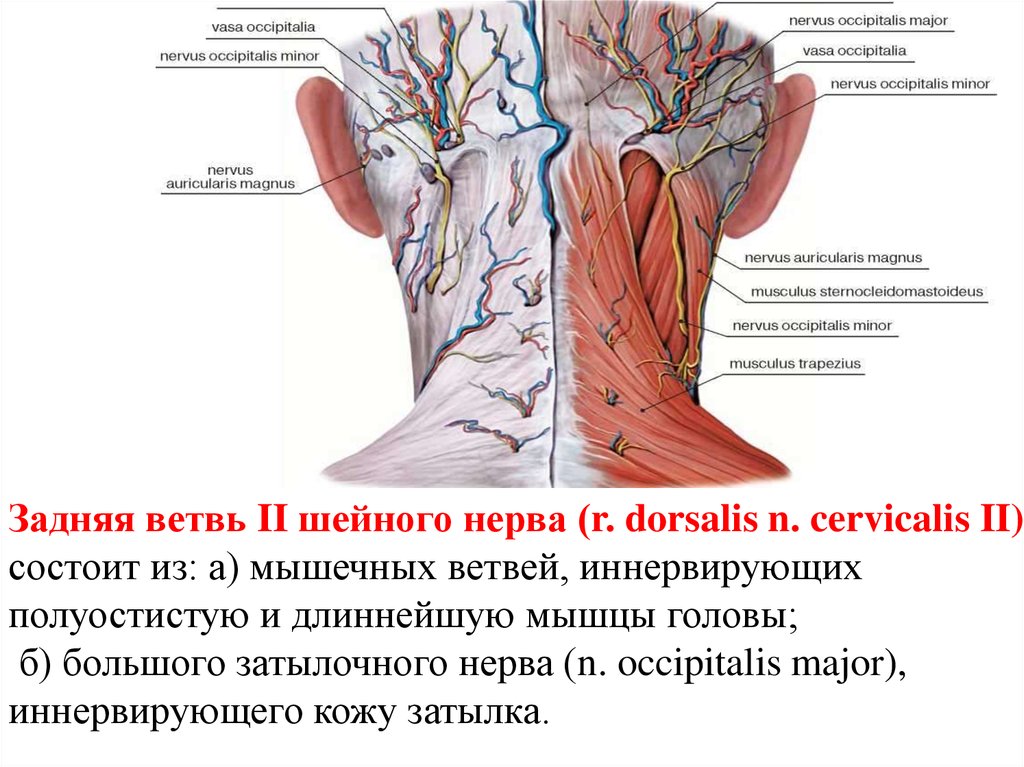 Невралгия затылочного нерва форум