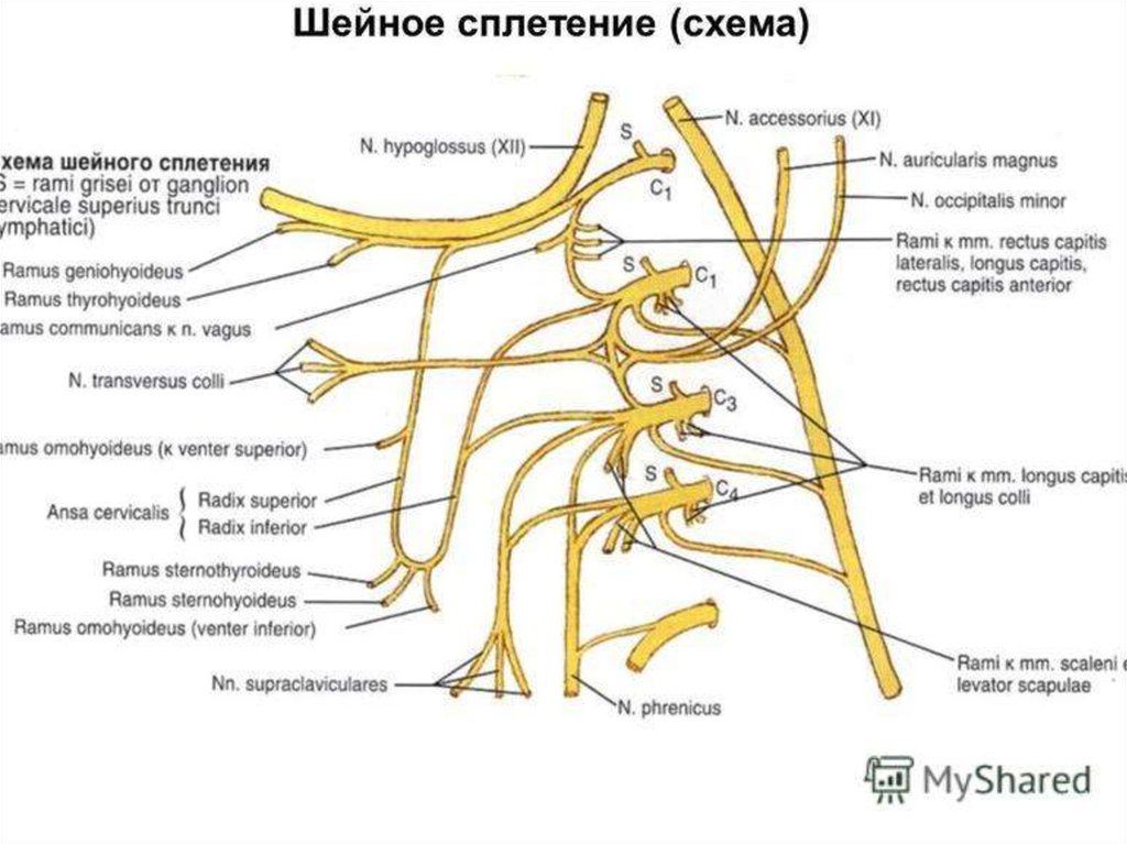 Ветви нервов латынь. Шейное сплетение нервы анатомия. Шейное сплетение схема иннервация. Шейное сплетение анатомия мышечные ветви.