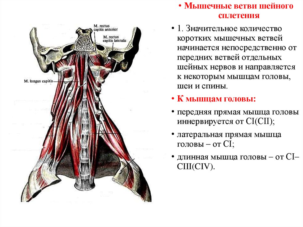 Глубокая шейная петля. Мышечные ветви шейного сплетения. Передняя и латеральная прямые мышцы головы. Мышечные ветви шейного сплетения иннервируют. Мышцы, которые иннервируют ветви шейного сплетения.
