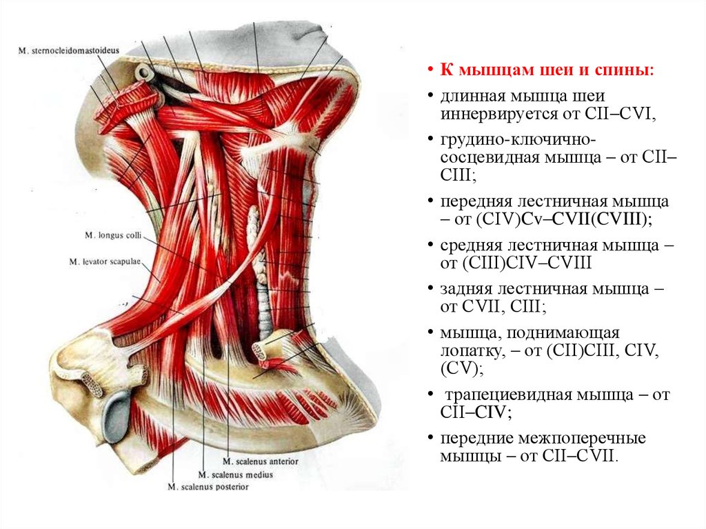 Longus Colli muscle