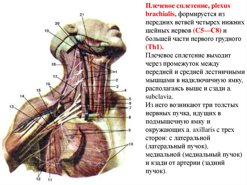 Шейное сплетение. Мышцы шеи плечевое сплетение. Шейное сплетение диафрагмальный нерв. Надключичные нервы шейного сплетения. Шейное и плечевое сплетение анатомия.