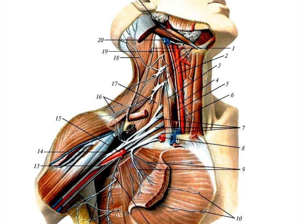 Мышцы и нервы. Топография сосудисто нервного пучка в подключичной области. Шейное сплетение анатомия Синельников. Надключичные нервы анатомия. Плечевое сплетение анатомия Неттер.