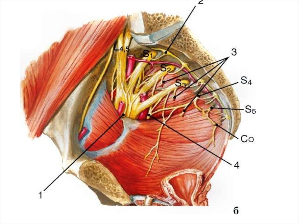 Анатомия cutaneus femoris