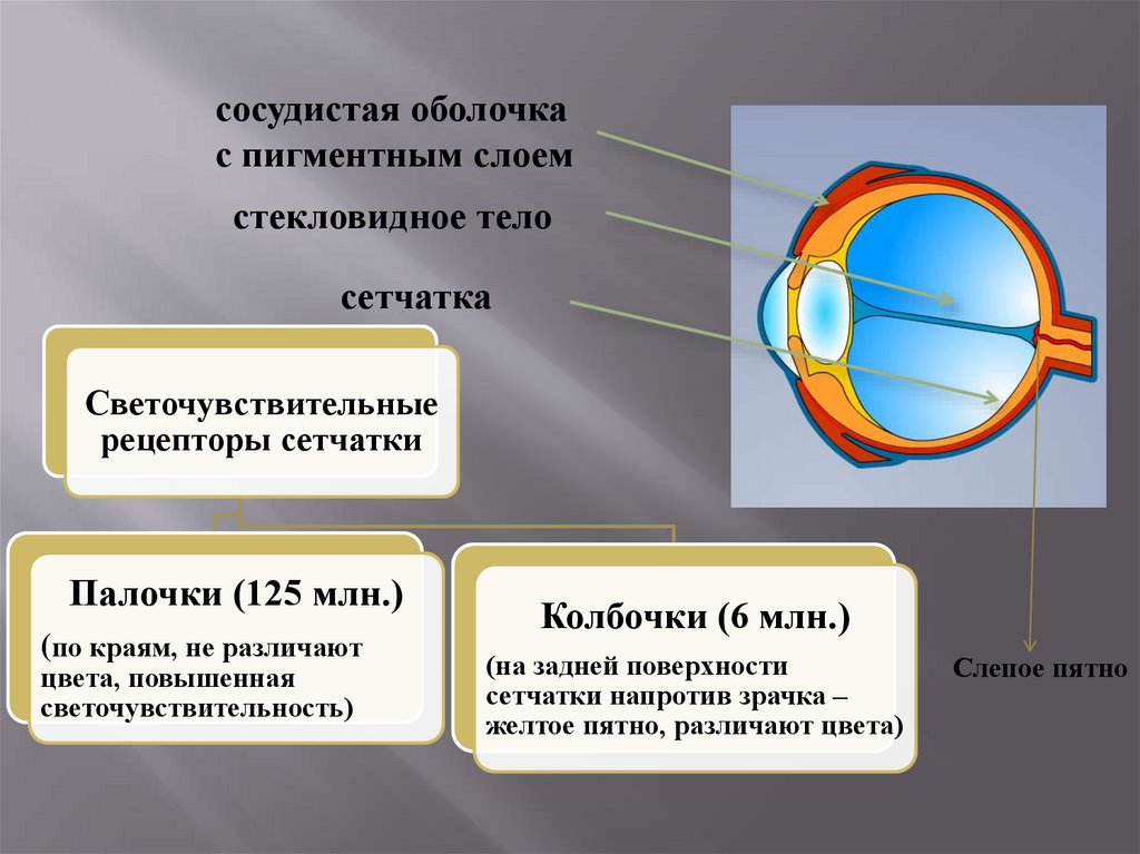 Механизм работы зрительного анализатора гигиена зрения
