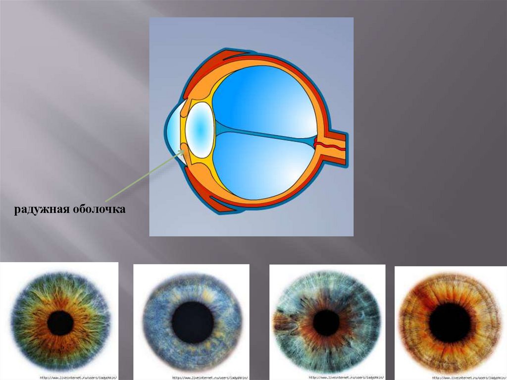 Особенность строения радужки какую функцию она выполняет. Радужная оболочка глаз меланин пигментные клетки. Радужка глаза анатомия. Строение Радужки глазного яблока. Строение Радужки глаза человека.