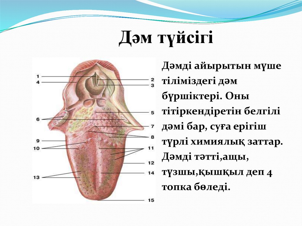 Тері анатомиясы презентация