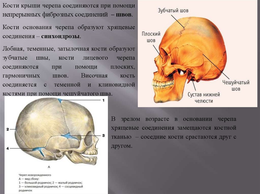Подвижное соединение в черепе