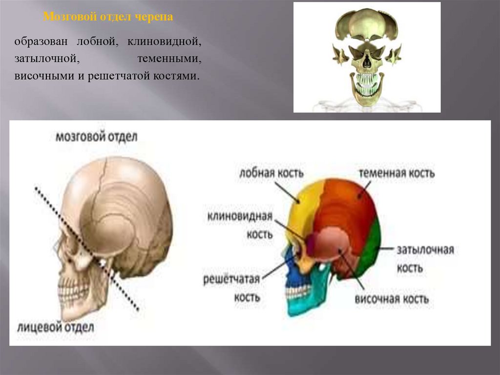 Строение черепа фото