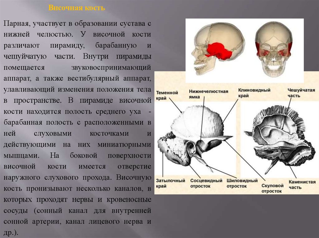 Кости черепа презентация