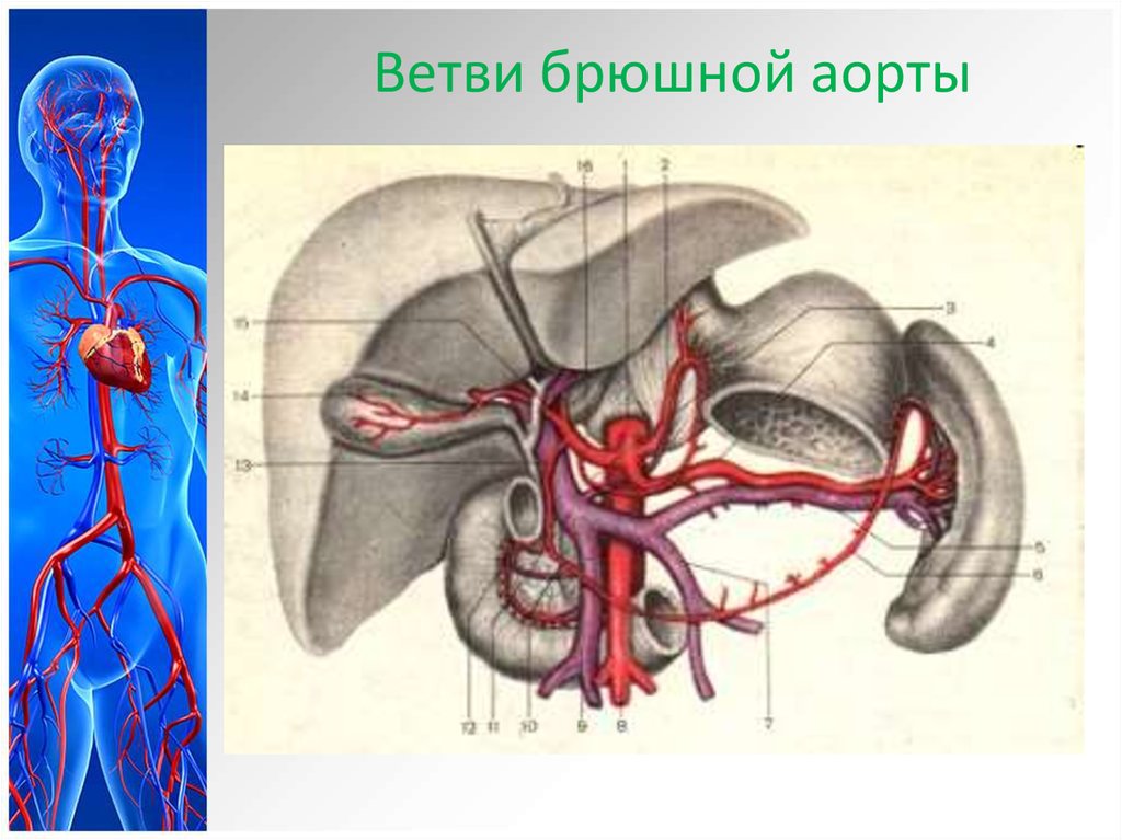 Чревный ствол и его ветви. Непарные висцеральные ветви брюшной аорты чревный ствол. Чревный ствол брюшной аорты анатомия. Артерия и чревный ствол анатомия. Артерии чревного ствола.