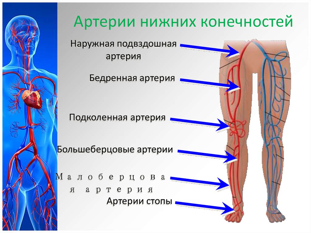 Где находится артерия и вены. Анатомия сосудов нижних конечно. Артериальная система нижних конечностей схема. Схема аритерии нижней конечностей. Схема кровообращения нижних конечностей.