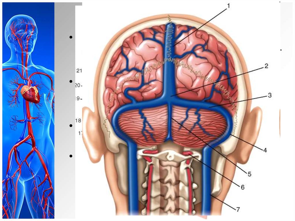 Верхние вены мозга. Артерии твердой мозговой оболочки. Сигмовидный венозный синус. Вена сигмовидный синус. Поперечный синус головного мозга анатомия.