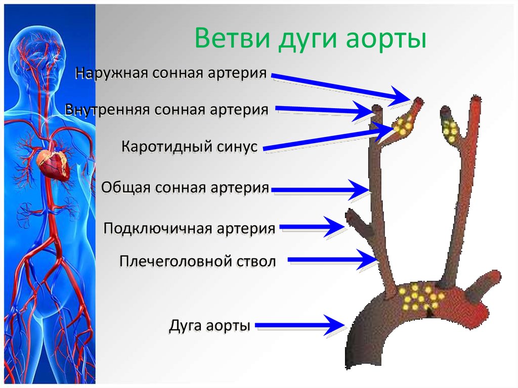 Общая сонная артерия. Сосуды дуги аорты анатомия. Дуга аорты ветви выпуклой. Ветви плечеголовного ствола артерии. Аорта ветви дуги аорты.