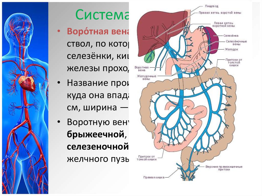 Куда оттекает. Система воротной вены схема. Воротная Вена печени анатомия. Система воротной вены печени анатомия.