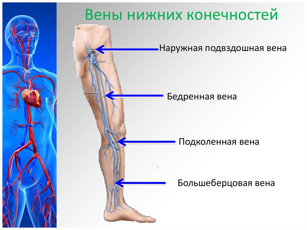 Самая большая вена у человека где находится. Вена нижней конечности анатомия. Икроножные вены голени анатомия. Анатомия вен нижних конечностей человека. Вена нижних конечностей анатомия венозной системы.