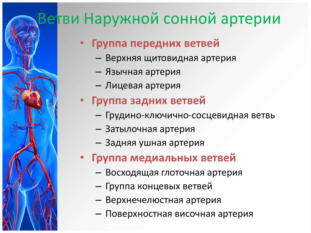 Графологическая схема сонные артерии