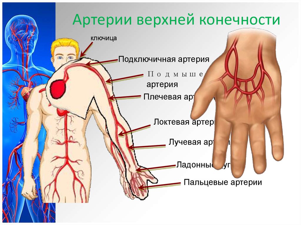 Где находится артерия и вены. Схема артериального кровотока верхней конечности. Опишите схему артериального кровотока правой верхней конечности. Подключичная артерия верхней конечности. Атлас артерии верхних конечностей.
