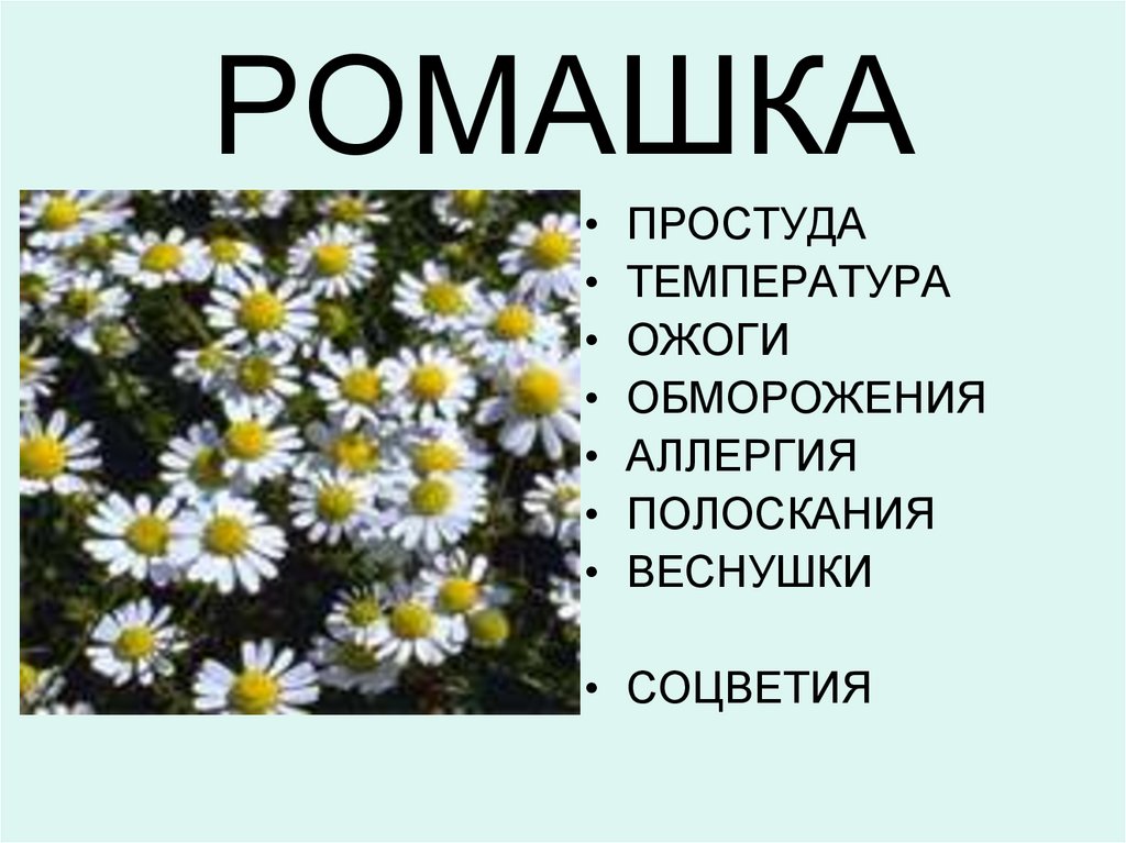 Лекарственное растение ромашка доклад. Ромашка лекарственное растение. Описание ромашки. Ромашка рассказать. Сообщение о ромашке.