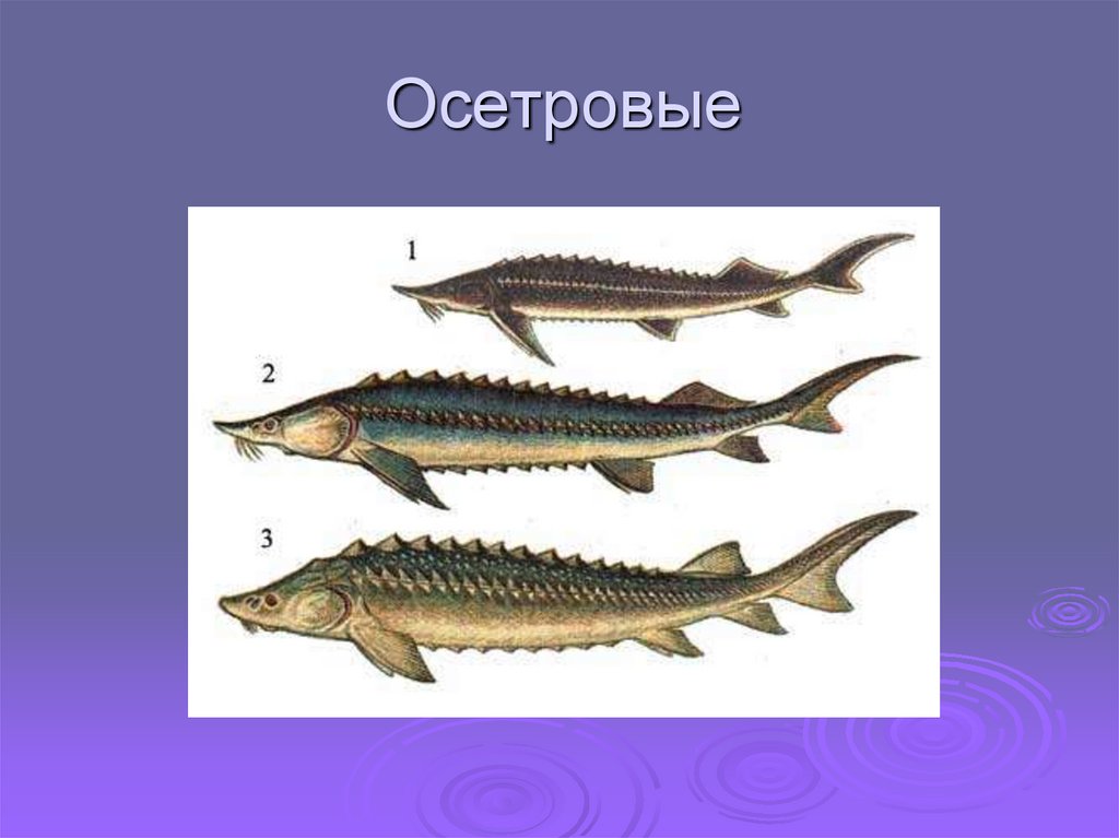 Объясните слова осетр. Осетры Осетрообразные. Отряд осетровые рыбы. Осетровые Промысловая рыба. Костные рыбы Осетрообразные.