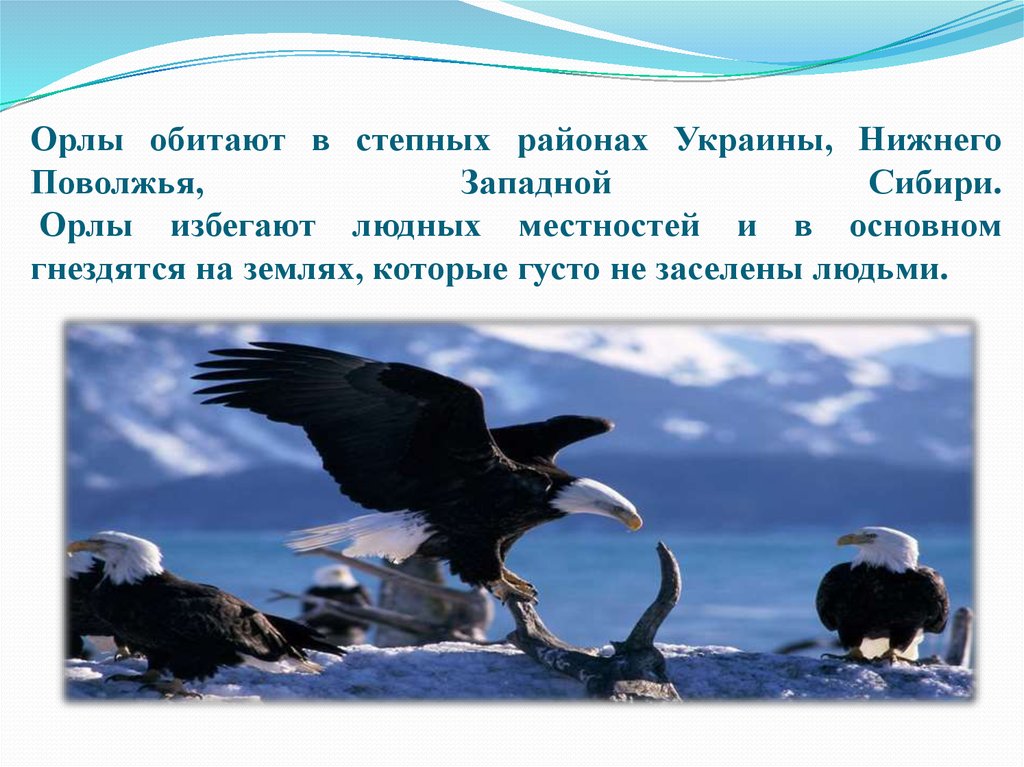 Сообщение об орле. Орел презентация. Информация о Орле. Сведения про орла. Рассказ про орла.