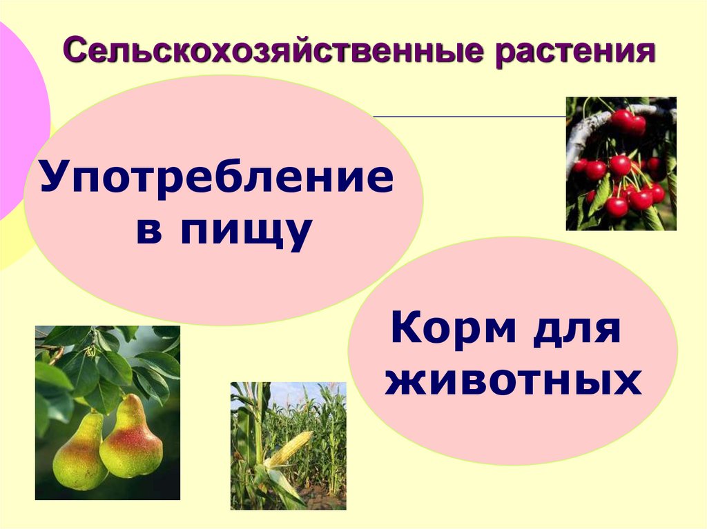 Определен растительный продукт. Список растений для сельского хозяйства.