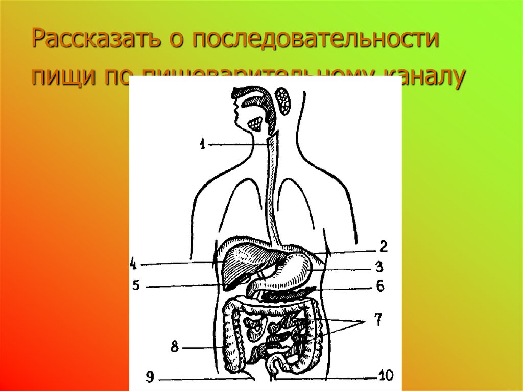 Части пищеварительного канала. Прохождение пищи по пищеварительному каналу. Схема прохождения пищи у человека. Последовательность прохождения пищи по пищеварительному каналу. Пищеварение в ротовой полости кроссворд.