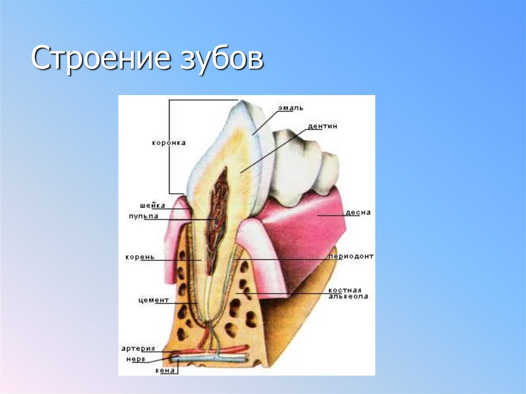 Строение полости рта строение зуба. Строение зуба. Строение эмали зуба. Пищеварение в ротовой полости строение зуба.