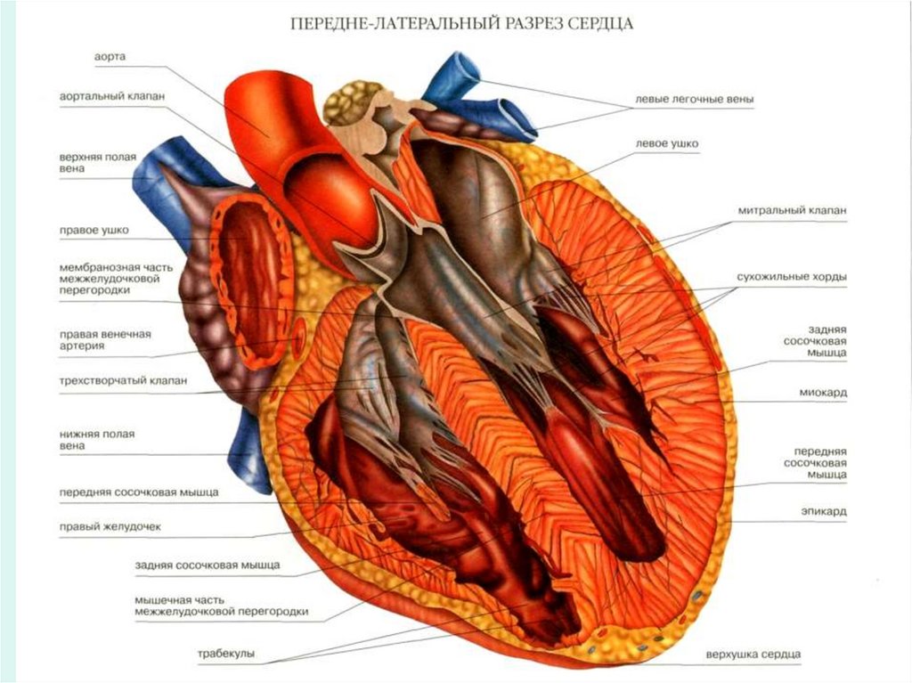 Миокард латынь. Строение сердца срез. Строение сердца вид в разрезе. Строение сердца фронтальный разрез. Строение сердца анатомия латынь.