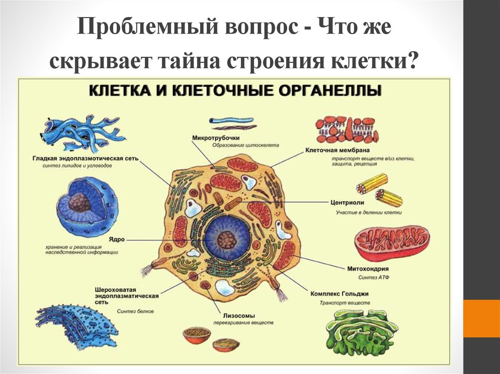 Презентация по биологии строение клетки 9 класс